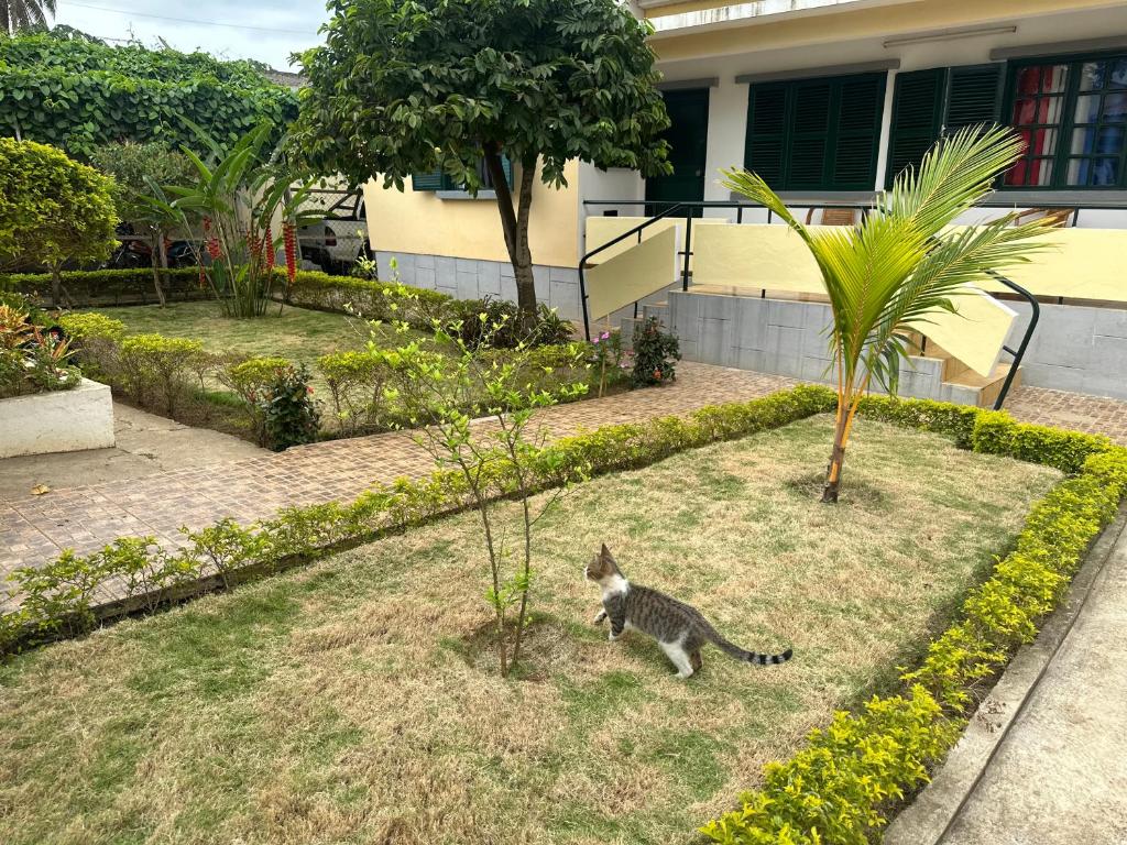 a cat standing in a yard in front of a house at J Nova LDA in São Tomé