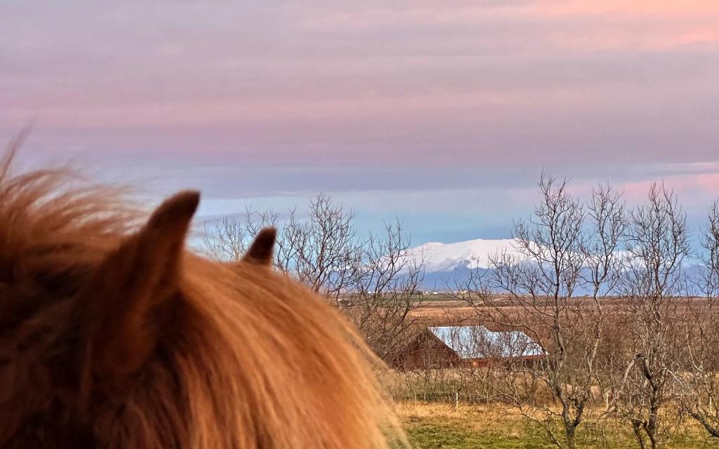 Náttúran í nágrenni sumarhússins
