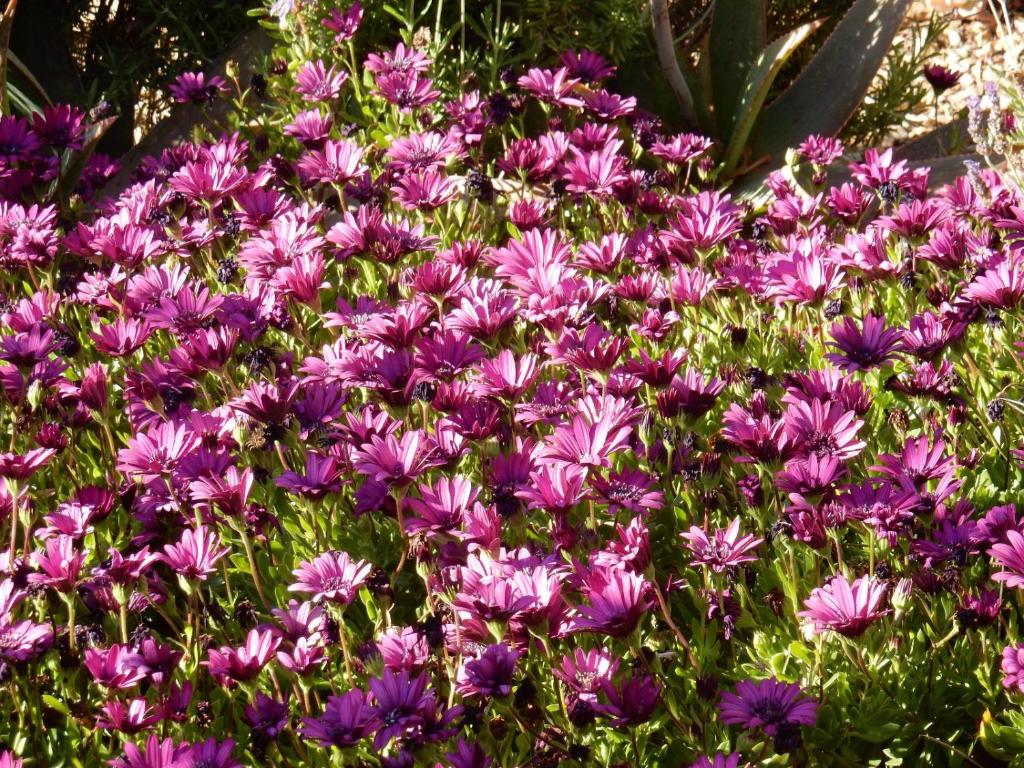 - un bouquet de fleurs violettes dans un jardin dans l'établissement Anchorage Inn, à Montagu