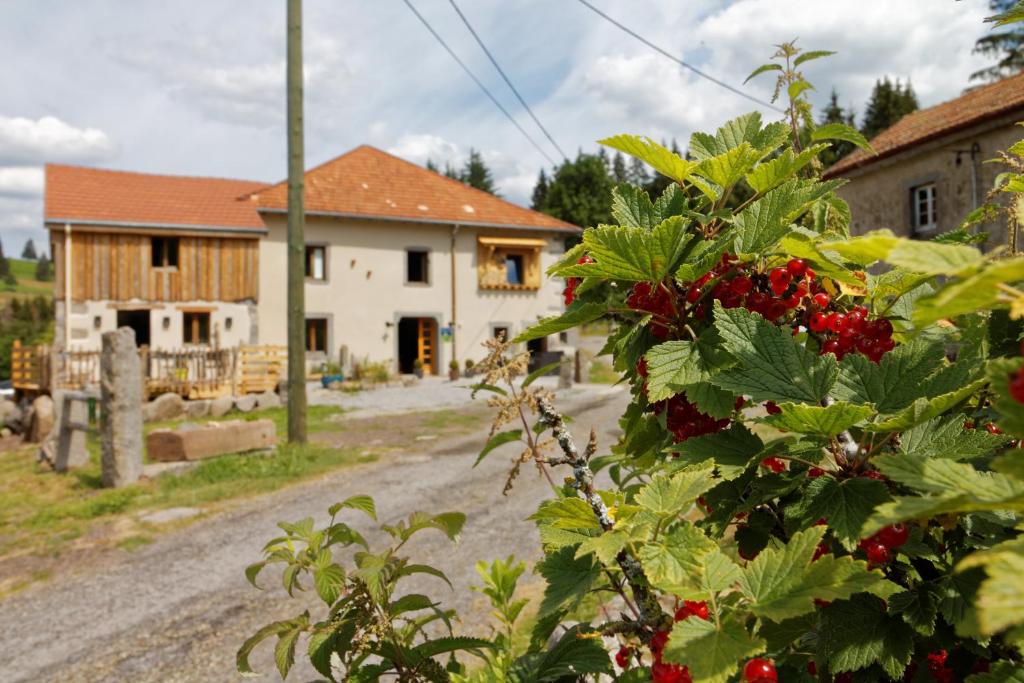 a bush with red berries in front of a house at La Ferme de Jean entre lacs et montagnes in Saulxures-sur-Moselotte