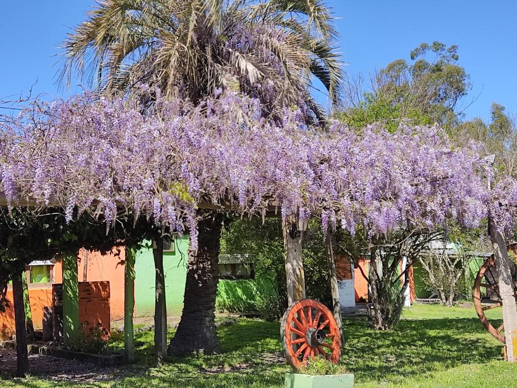 a wisteria tree with purple flowers in front of a house at Posada Esperanza in Minas