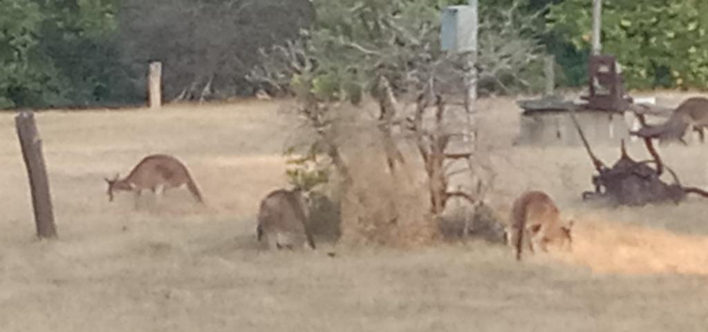 a group of deer grazing in a field at Near Train Station Transport Hub with Bicycle Locker in Perth
