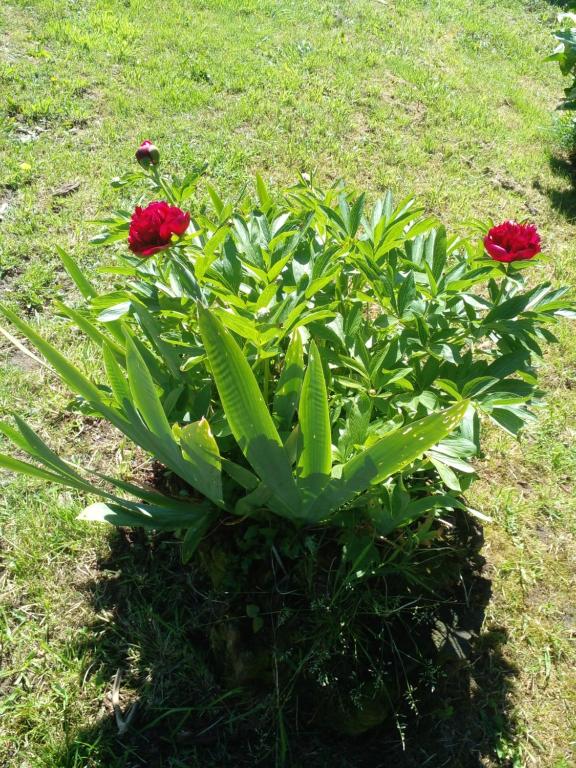 uma planta com flores vermelhas na relva em CABAÑAS RUCA MALAL em Futrono