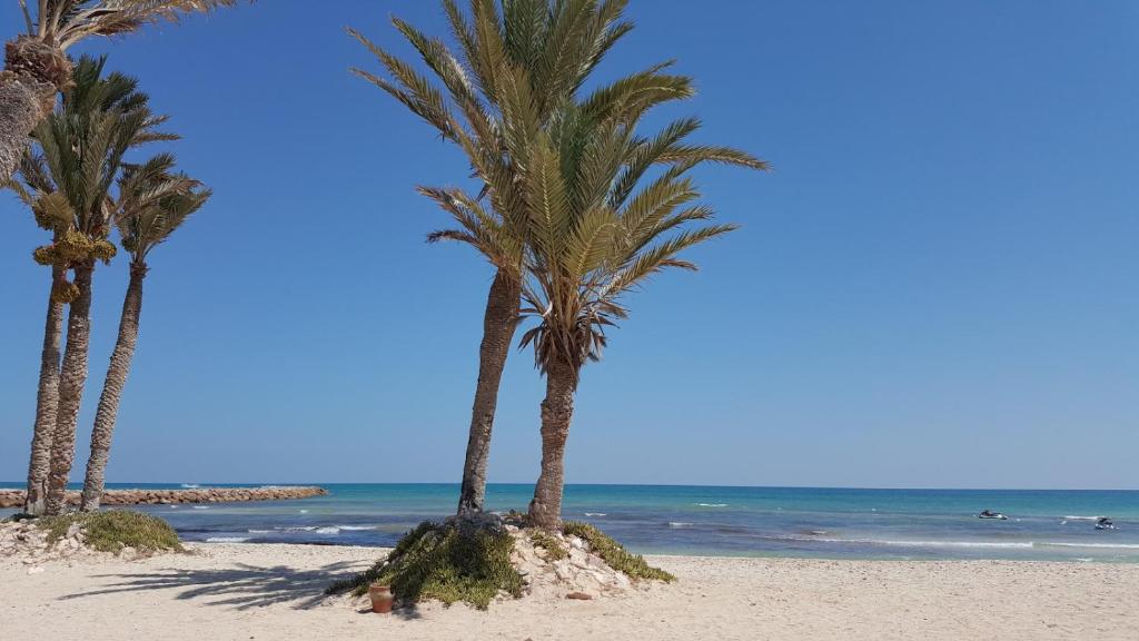 a group of palm trees on a sandy beach at ltifi villas aghir in Midoun