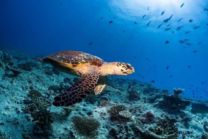 una tartaruga marina verde che nuota nell'oceano di MEHEL - Holiday Home - Mahibadhoo a Mahibadhoo