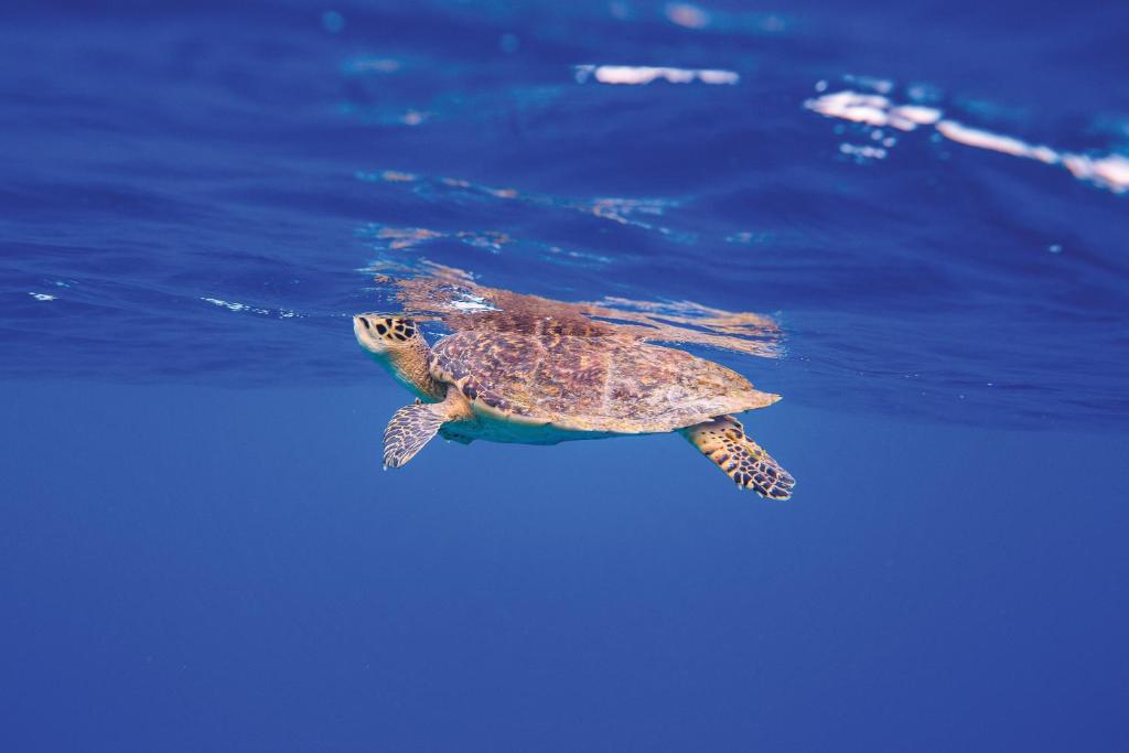 OBLU NATURE Helengeli-All-Inclusive with free Transfers - View 28