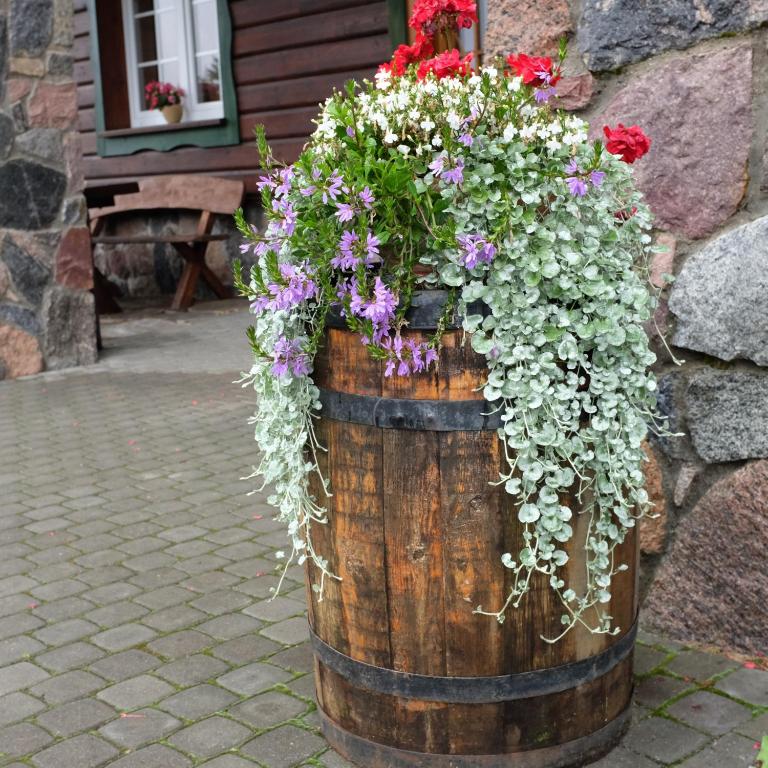 Weathered wooden barrel planter overflowing with purple, white and red flowers outside stone building.