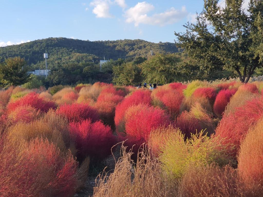 un campo pieno di piante coloranti in un campo di Rest place with beautiful flowers a Daegu