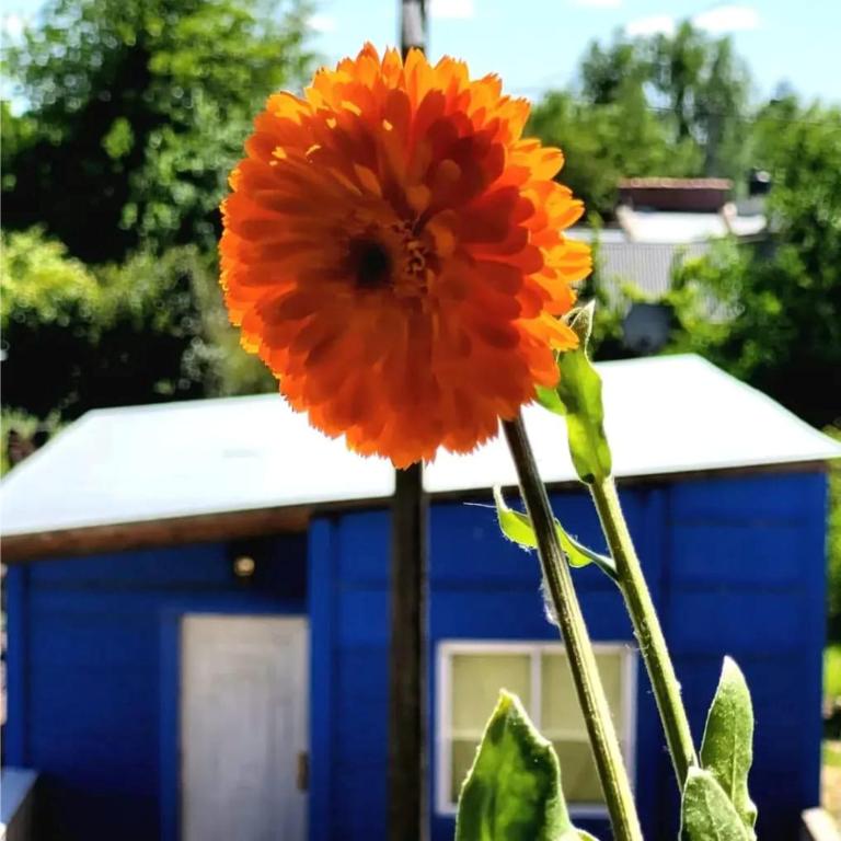 JACARANDA Alojamiento Temporario