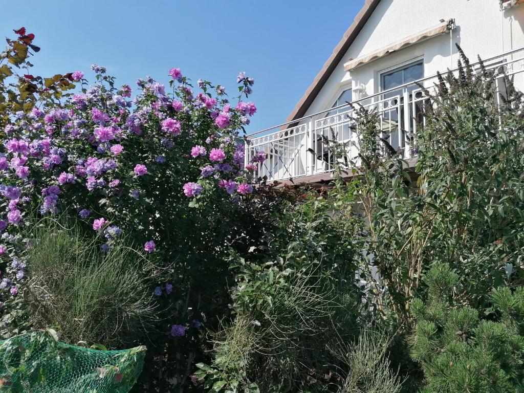 於克里茨的住宿－Pension Haus Anneliese，一座房子前面的鲜花花园