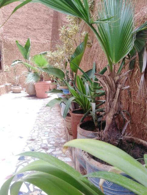 Un jardín fuera de Mirleft Tayought Guest House