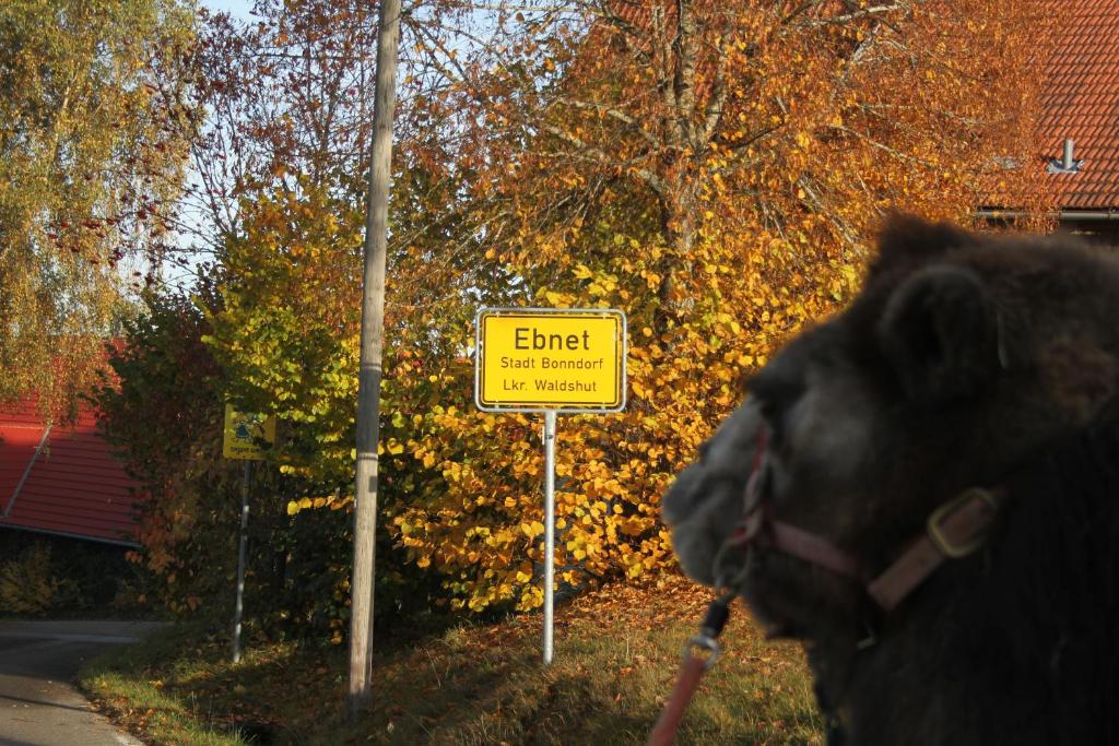 a black dog standing in front of a street sign at Gästehaus Wilder Mann in Bonndorf im Schwarzwald