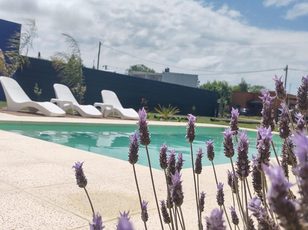 un mazzo di fiori viola vicino alla piscina di casa quinta caballito blanco a Chascomús