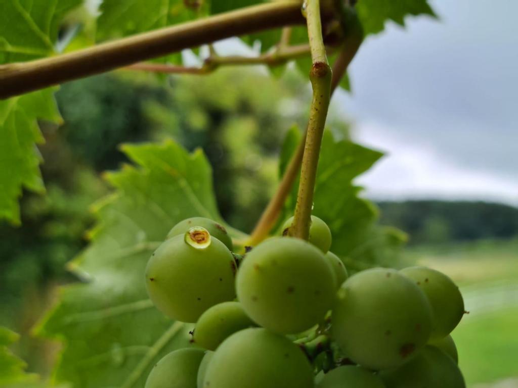 Fotografie z fotogalerie ubytování Wein & Wohnen MATZL - Ferienwohnung v destinaci Fürstenfeld