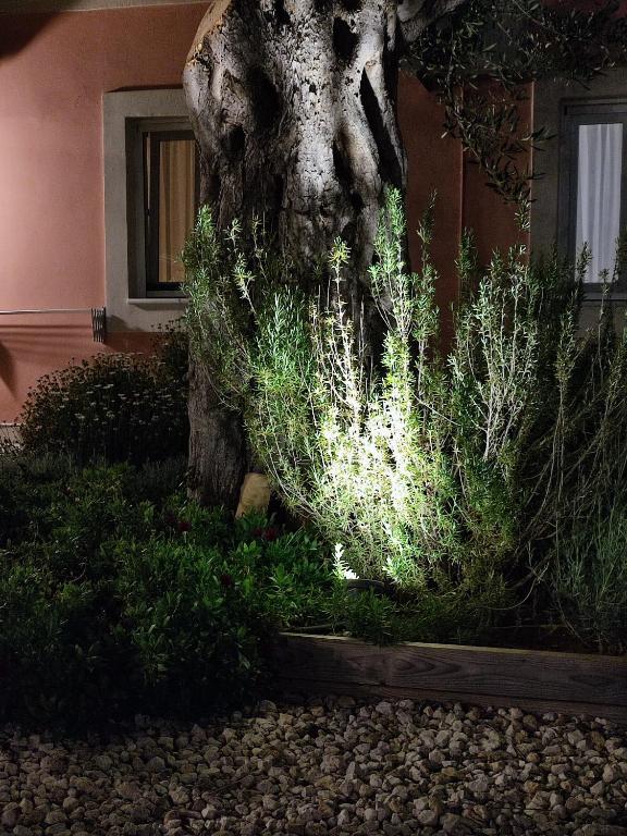 Zahrada ubytování Casa Di Nina