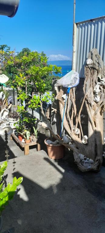 um grupo de vasos de árvores ao lado de uma cerca em Ravehei smile papeete punaauia em Papeete