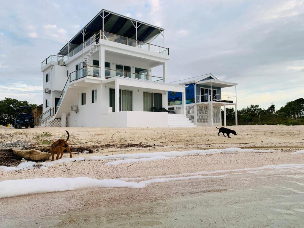 a house on the beach with two dogs on the beach at Villas Secreta Beachfront Resort in San Pedro