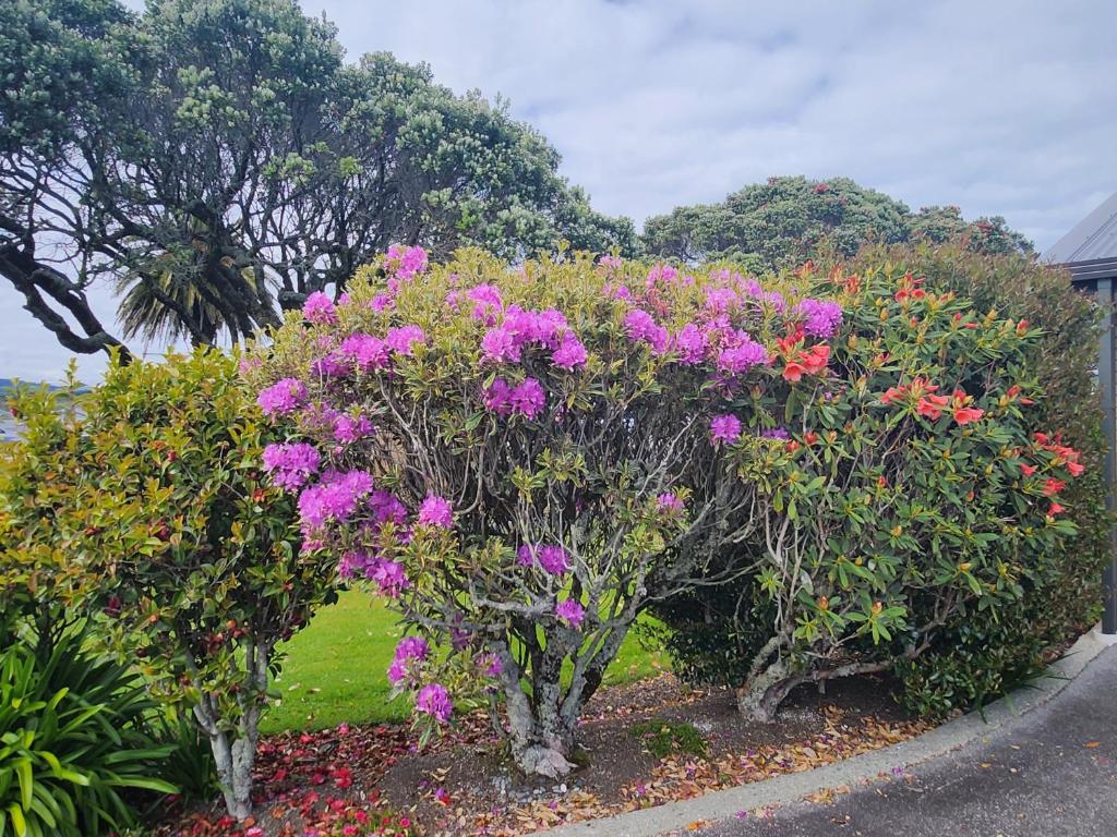 ASURE Gables Motor Lodge - Resim 25