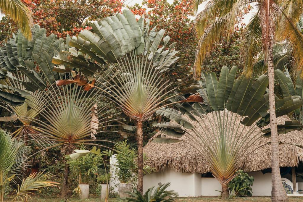 un grupo de palmeras en un jardín en Playa Koralia, en Buritaca