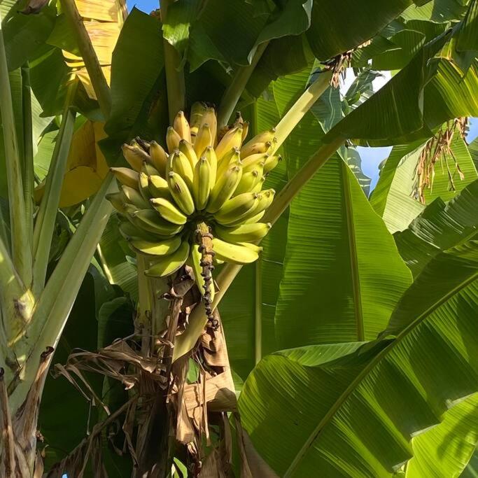 a bunch of bananas hanging from a banana tree at Tahitian villa avec accès mer privé à 300 m in Punaauia