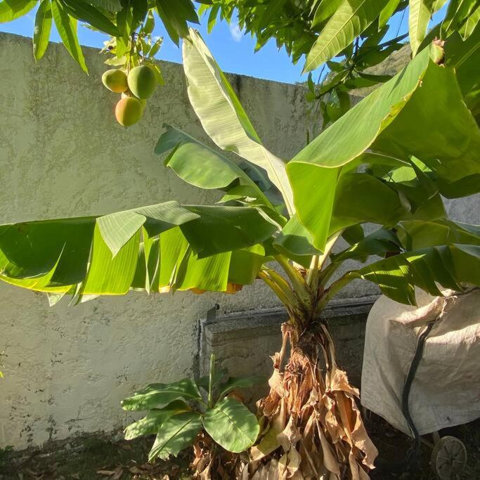 a banana tree with green leaves next to a wall at Tahitian villa avec accès mer privé à 300 m in Punaauia