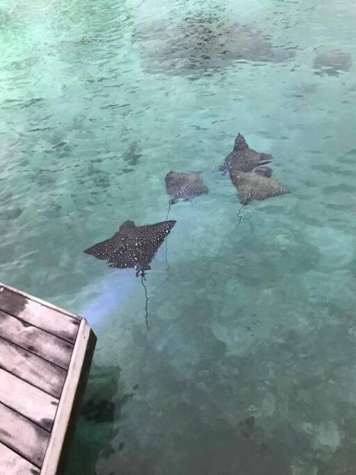 four birds standing in the water near a dock at Tahitian villa avec accès mer privé à 300 m in Punaauia