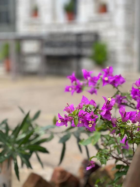 a bunch of purple flowers in a pot at ELÉA Guesthouse himare in Himare