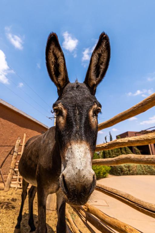 Zvířata v hotelu nebo okolí