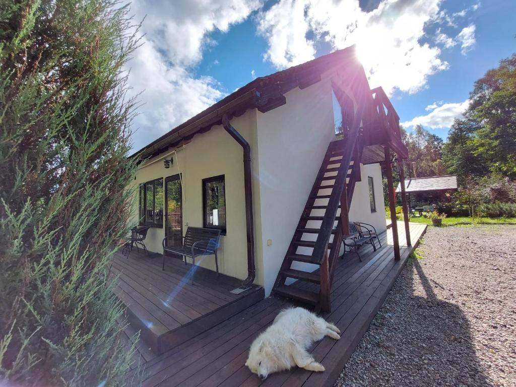 a dog laying on a wooden porch of a tiny house at Plieņciems Urgas in Plieņciems