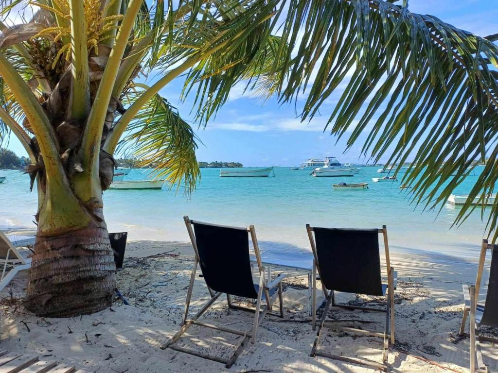 2 Stühle und eine Palme am Strand in der Unterkunft Résidence Lennards 2 in Grand Baie
