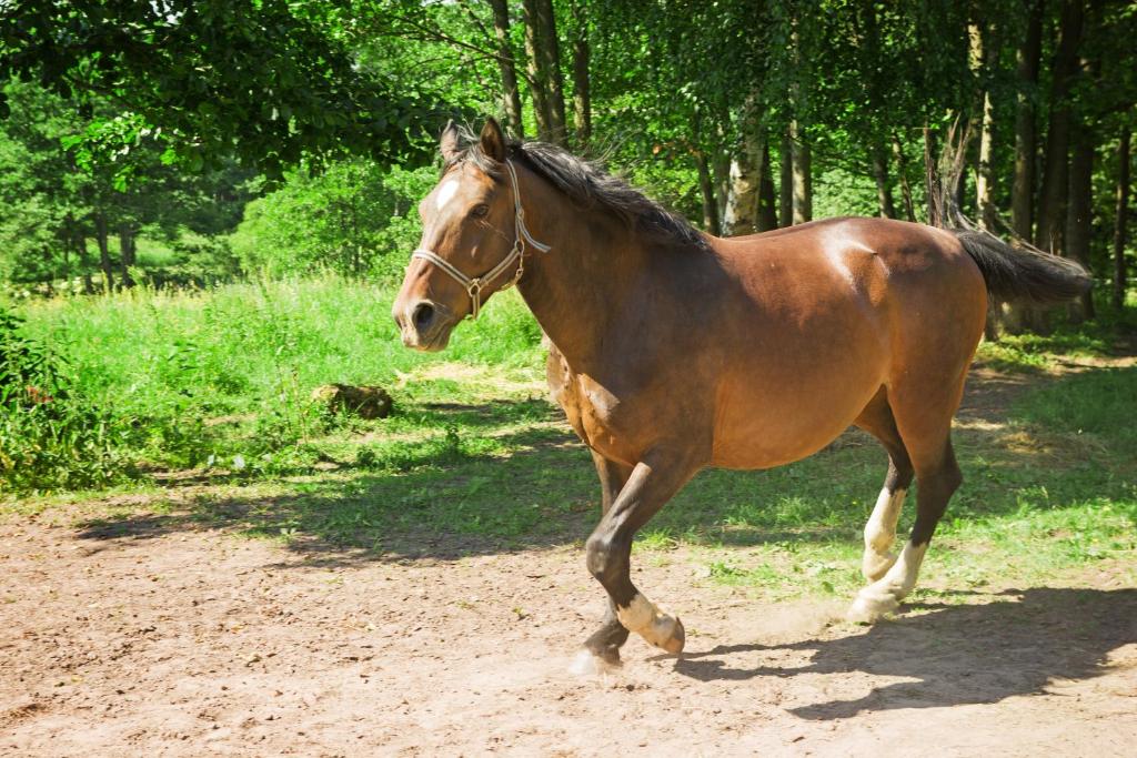 a brown horse is running down a dirt road at Grāveri kempings in Usma