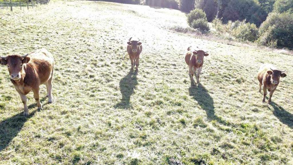 three cows walking on a grassy field at Gîte de la Ferme de la Comté in Le Thillot
