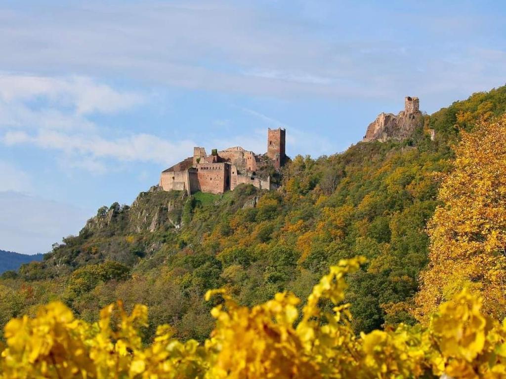 Gîte charmant au calme, 2 personnes, proche vignobles et châteaux, animaux acceptés, terrasse jardin - FR-1-744-33 – photo 30