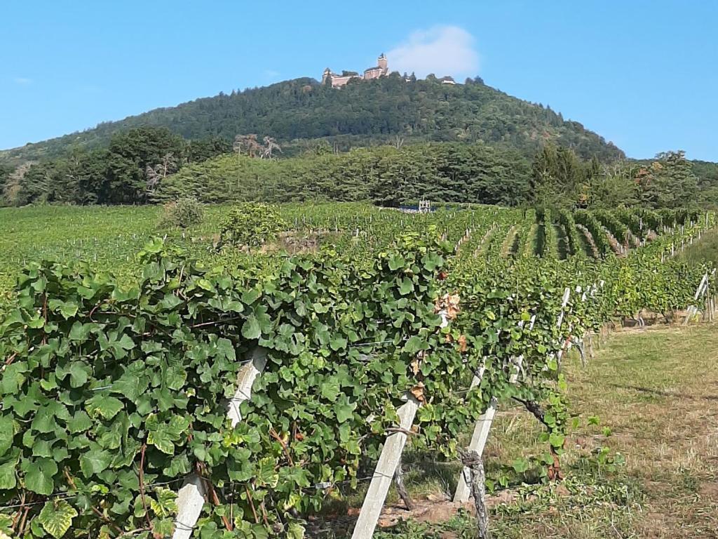 Gîte charmant au calme, 2 personnes, proche vignobles et châteaux, animaux acceptés, terrasse jardin - FR-1-744-33 – photo 34