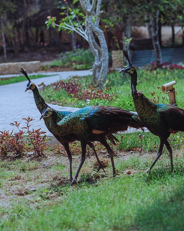 Altri animali domestici presso il resort o nei dintorni