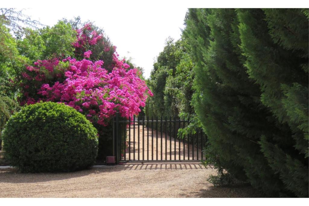 a gate with a bunch of bushes and pink flowers at Blue Mountain View Cottages in Clanwilliam