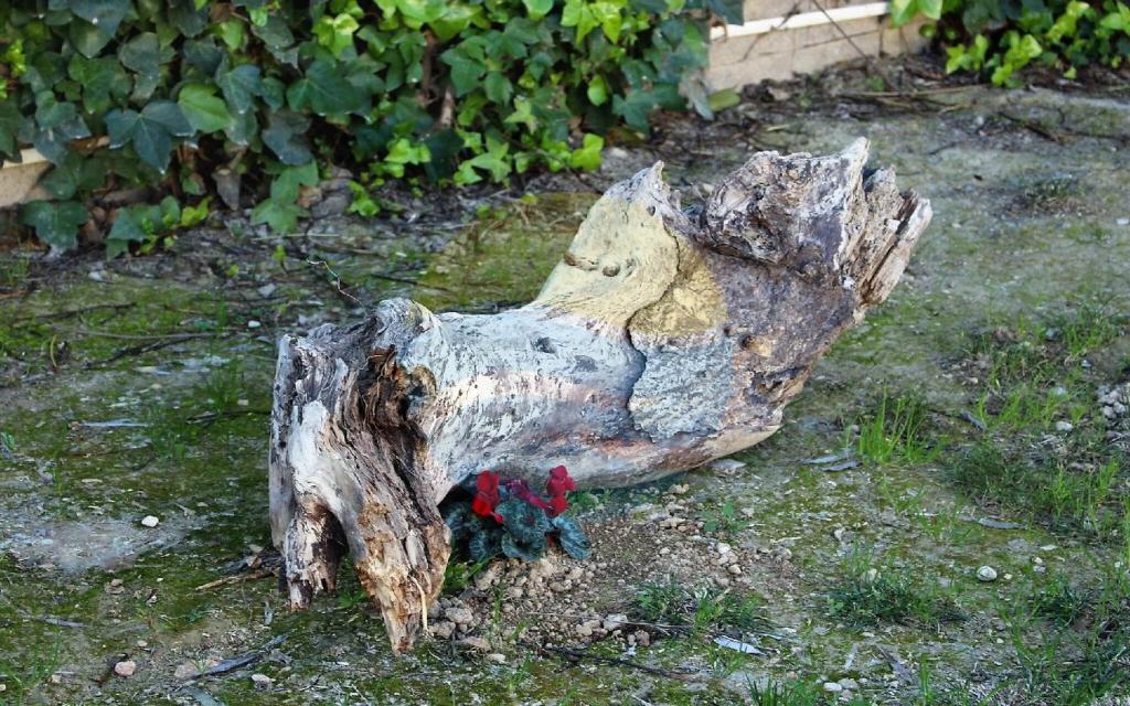 Zahrada ubytování Barraca típica del Delta, con piscina, jardín y barbacoa - Deltavacaciones