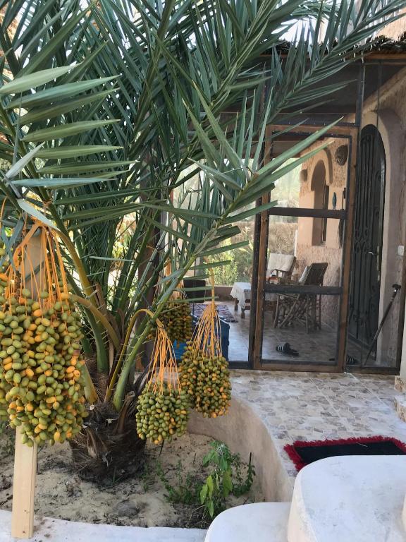 Siwa Spot外面的花园