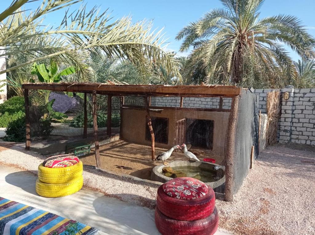 Siwa Spot外面的花园