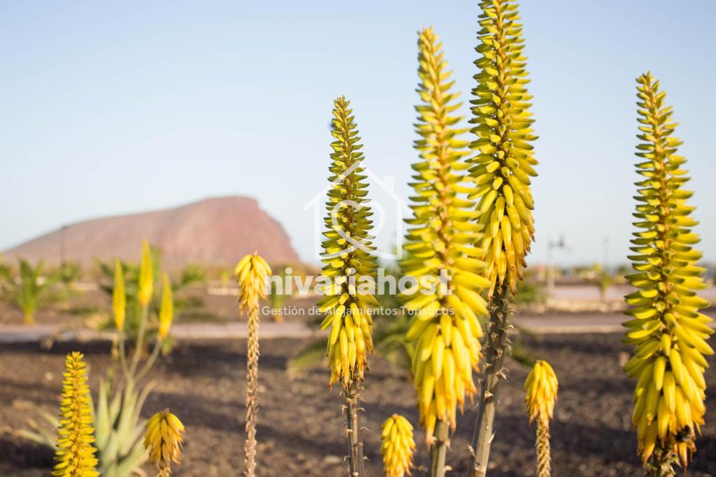 a group of yellow flowers in a field at Sunset View La Tejita, by Nivariahost in Granadilla de Abona