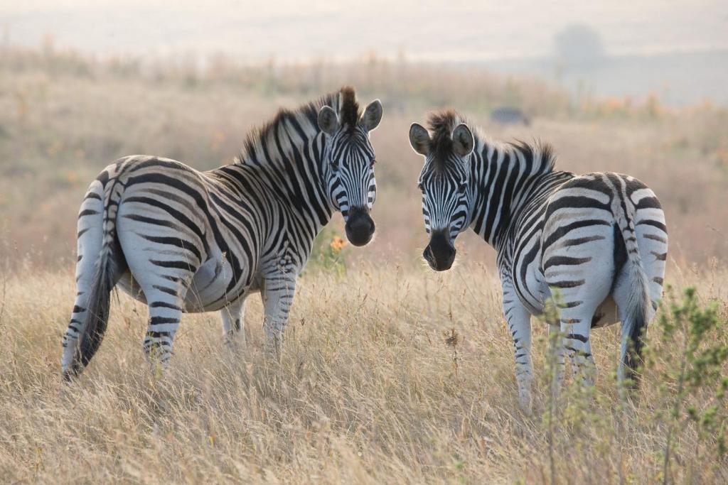 two zebras standing in a field of tall grass at Duma Manzi Eco Lodge & Spa in Richmond