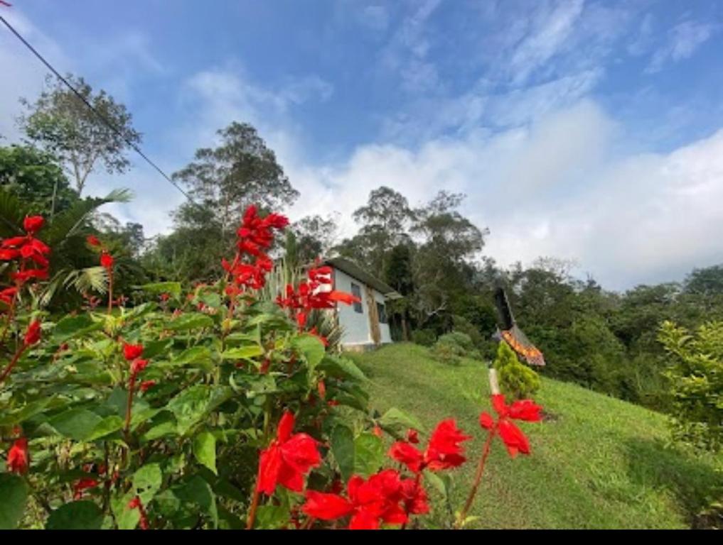 une maison sur une colline avec des fleurs rouges dans l'établissement Mirador La Colina, à San Francisco