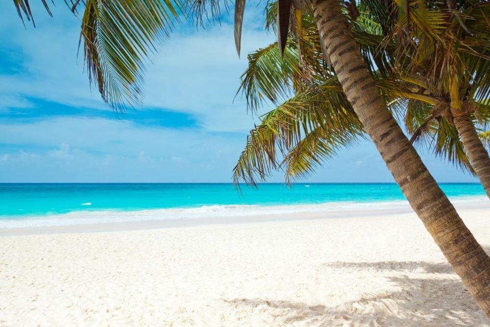 duas palmeiras numa praia com o oceano em All season paradise in Cortez em Bradenton