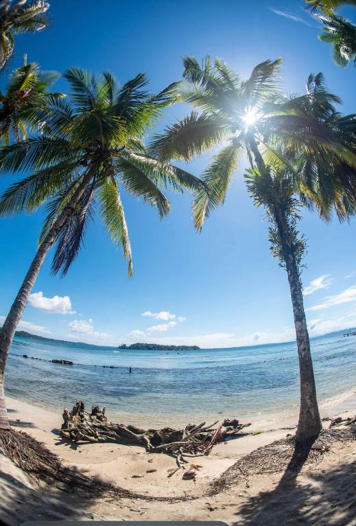two palm trees on a beach with the ocean at Hotel Tierra Verde Bed and Breakfast in Bocas del Toro