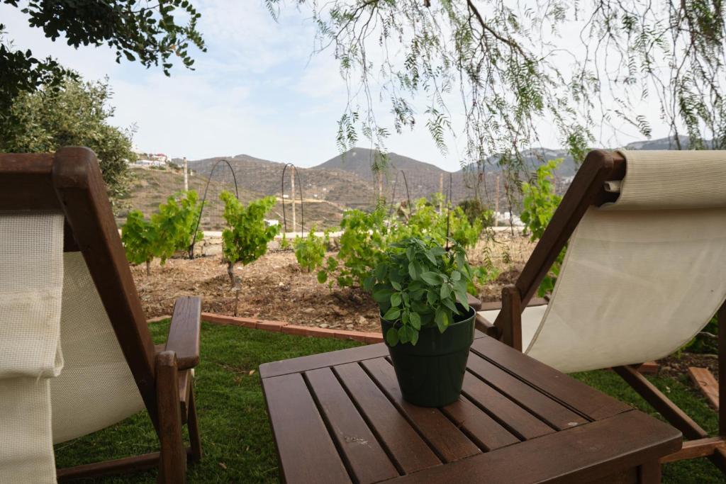 a potted plant sitting on a table next to a chair at Amorgion Village in Katapola