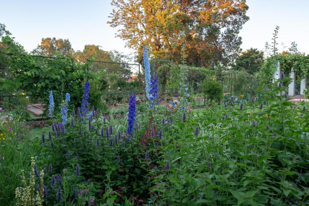 a garden with purple flowers in the middle at Fairview Historic Homestead in George