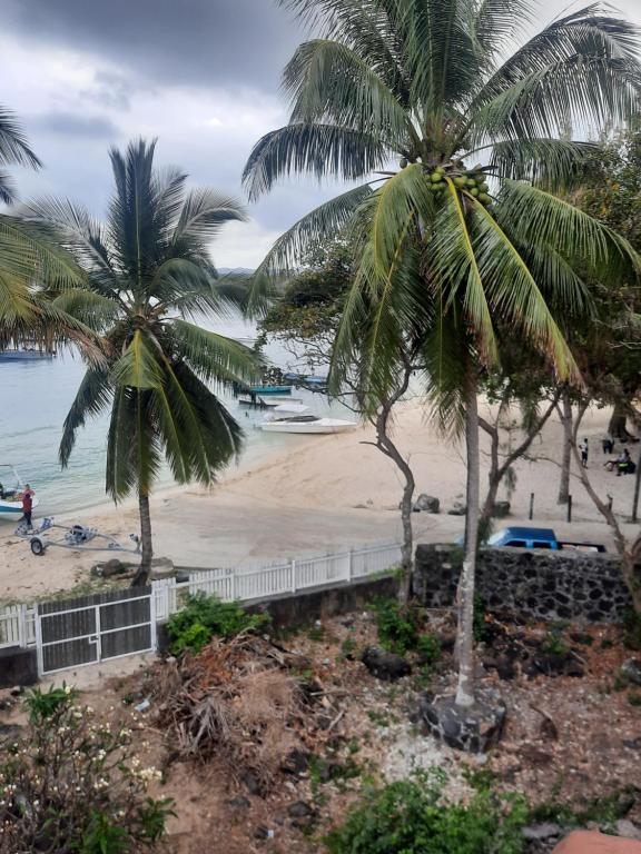 zwei Palmen am Strand in der Nähe des Ozeans in der Unterkunft Le Petit Paradis in Trou dʼ Eau Douce