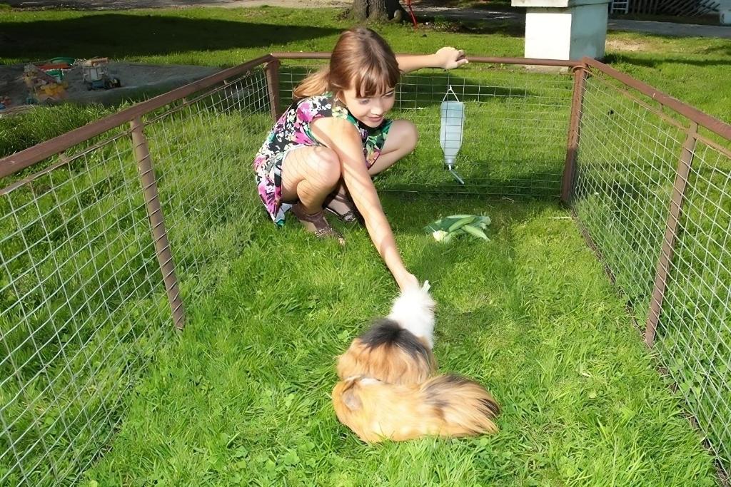 O animal ou animais de estimação com os hóspedes em Mayer Burghöfe