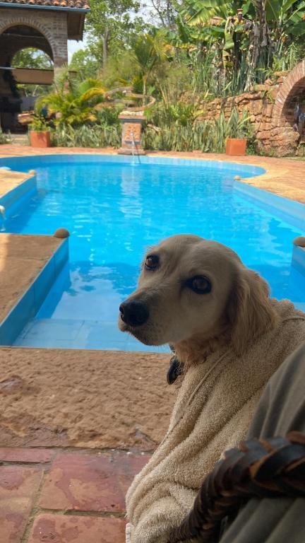 a dog sitting in a blanket in front of a swimming pool at Casa de la Piedra in Barichara
