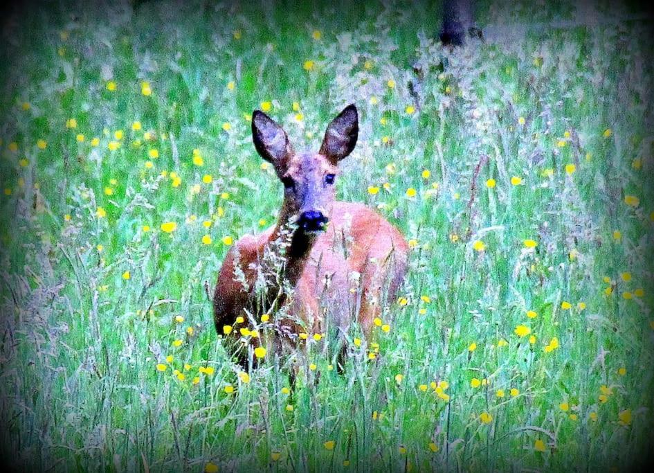 a deer sitting in a field of flowers at La Maison Thébaïde in Mortagne